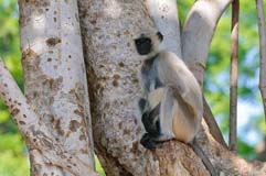 Hanumanlangur - Zum Vergroessern klicken!